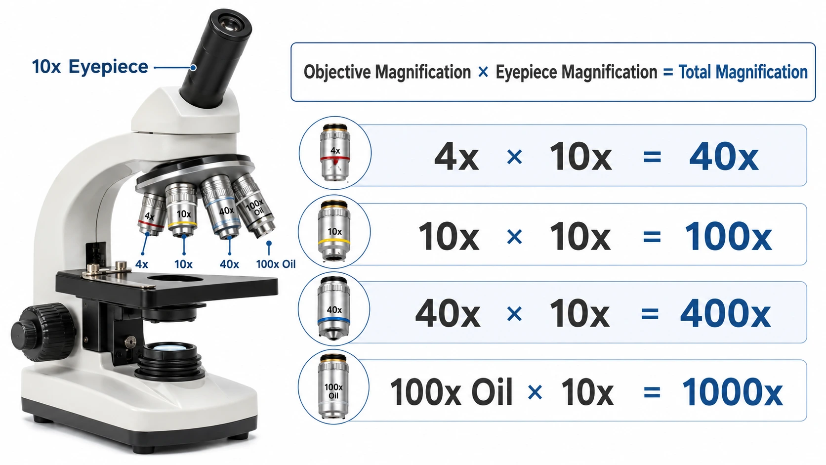 Total microscope magnification calculation using objective and eyepiece lenses