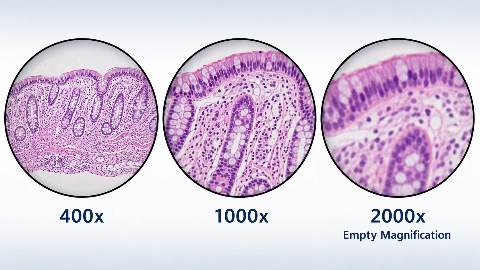 Empty magnification comparison at 400x, 1000x and 2000x