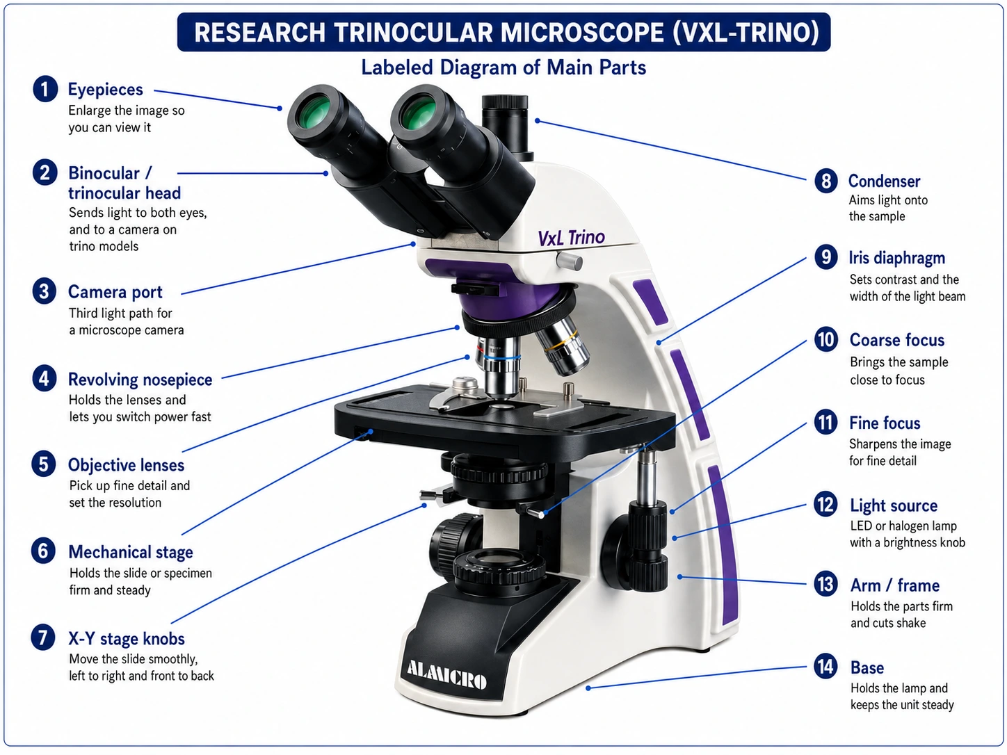 Research microscope diagram showing main parts and optical components