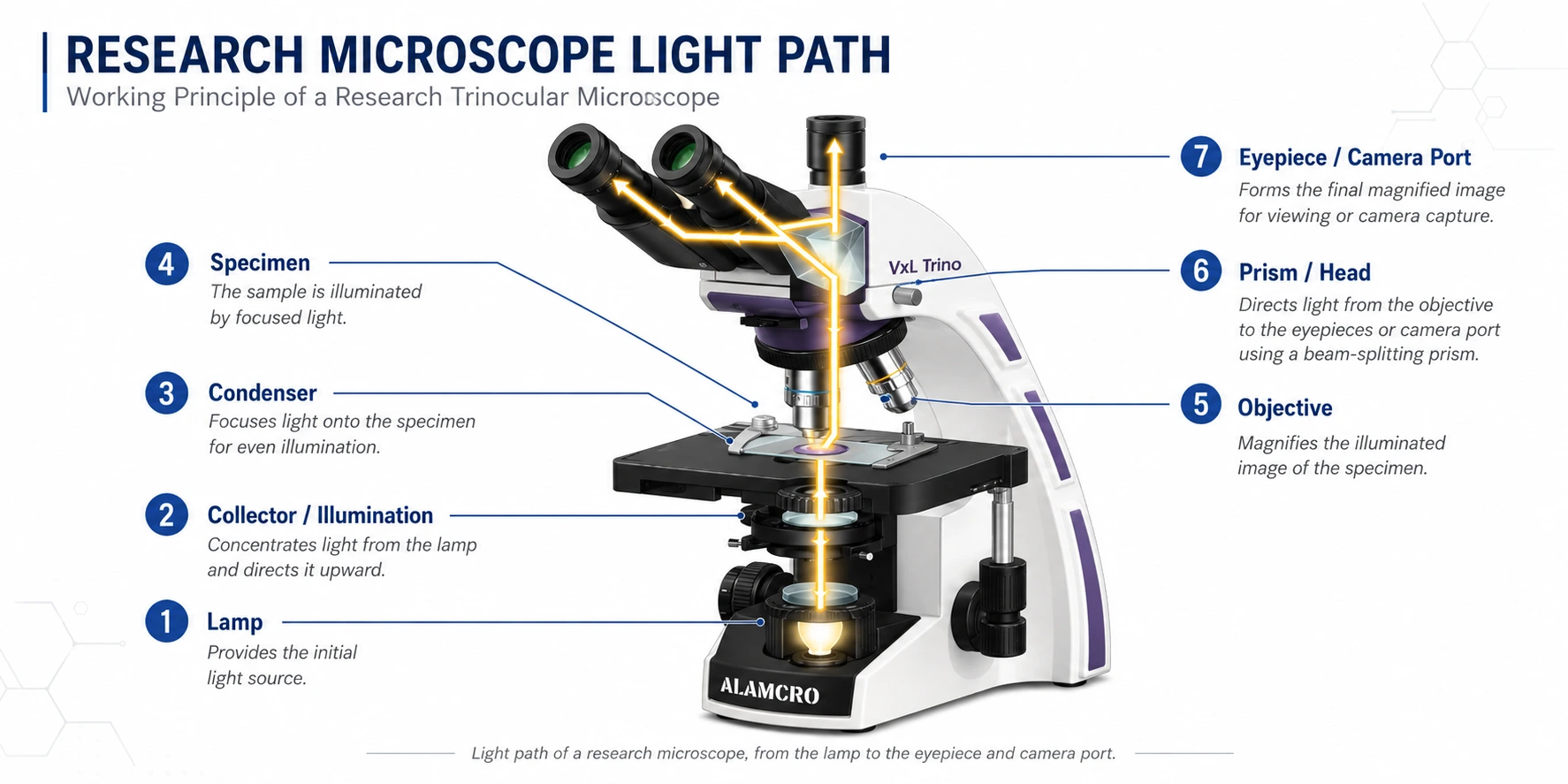 Working principle of a research microscope showing light path from lamp through condenser, specimen, objective lens to eyepiece and camera