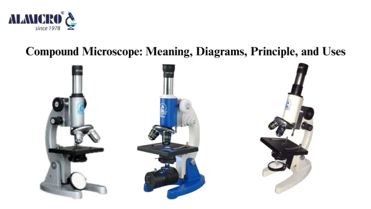 Compound Microscope